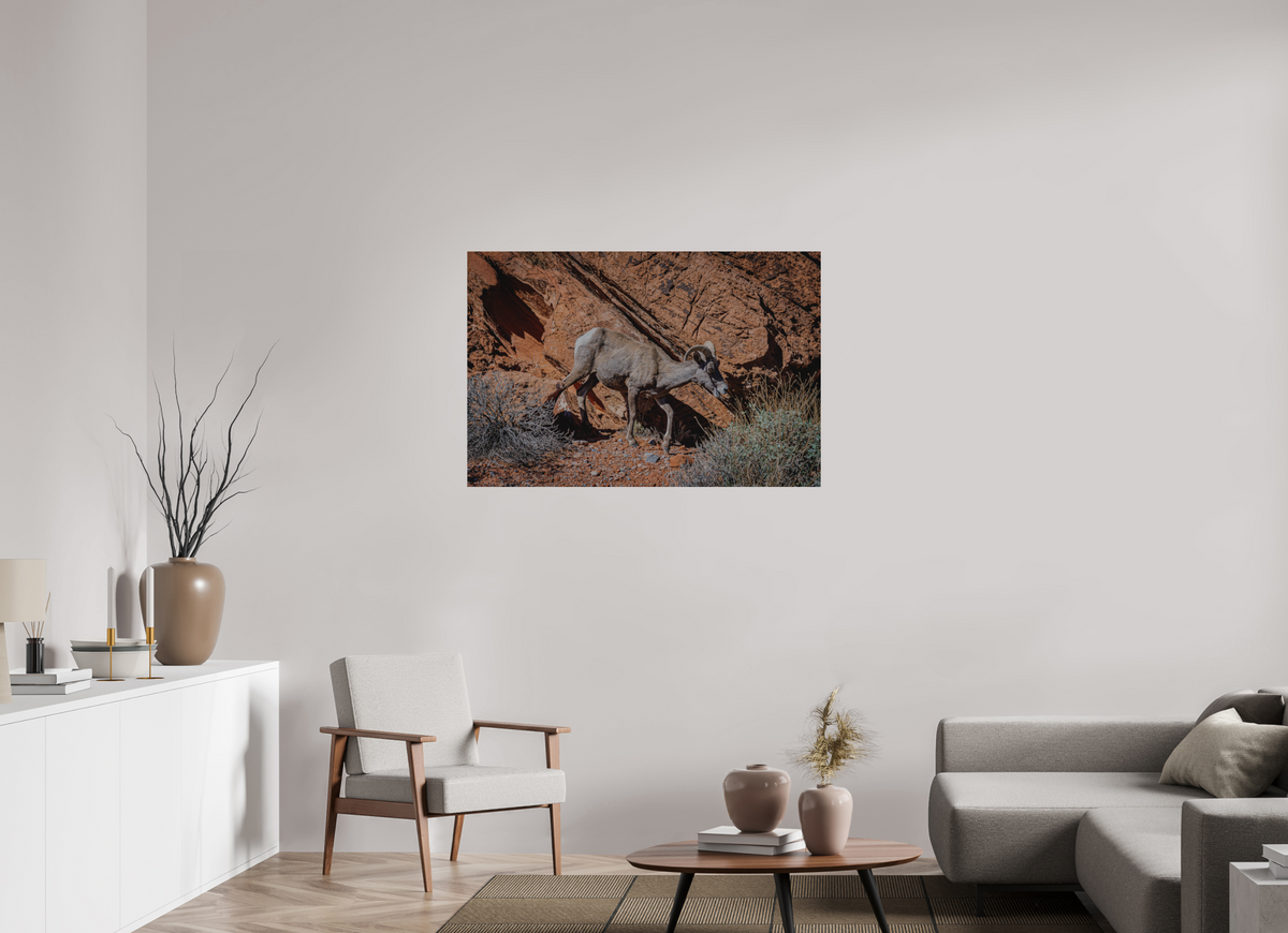45 x 30″, Direct Print on Brushed Aluminum A Wild Desert Bighorn Sheep in Valley of Fire State Park