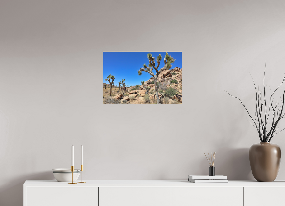 24 x 16″, Fine Art Pigment under Acrylic Glass Joshua Trees