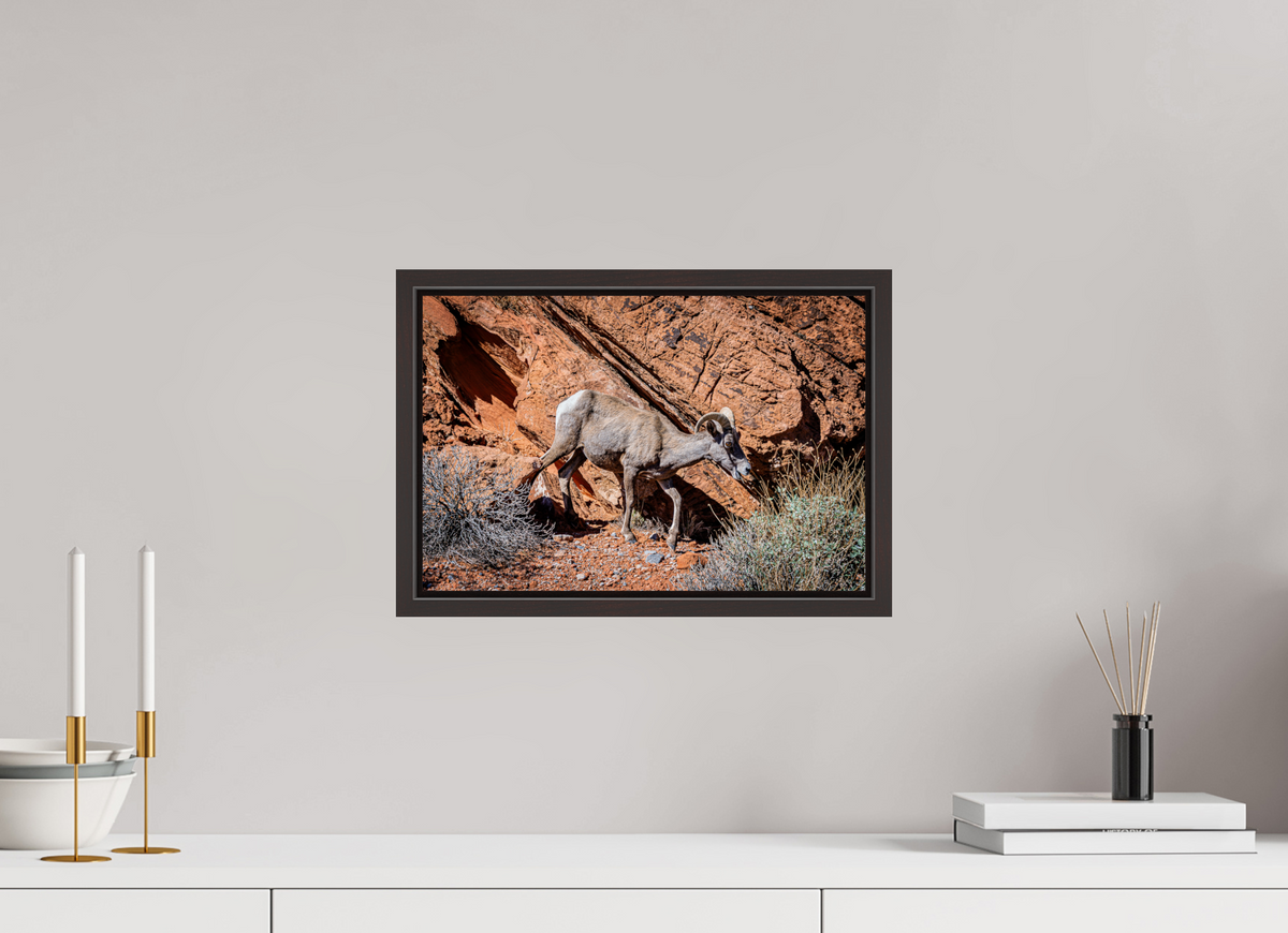 15 x 10″, Alder Brown Wooden Floater Frame A Wild Desert Bighorn Sheep in Valley of Fire State Park