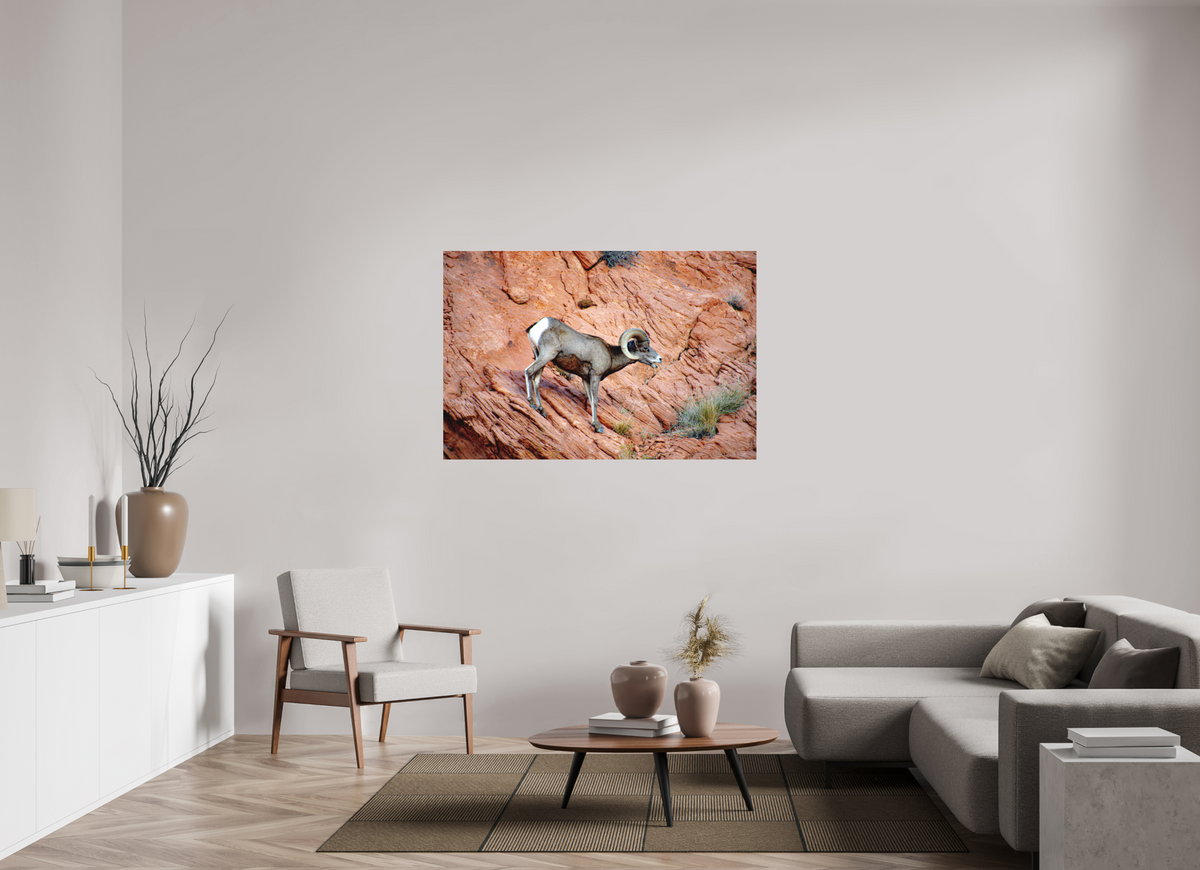 54 x 36″, Photo Print Under Matte Acrylic Glass A Wild Desert Bighorn Sheep in Valley of Fire State Park