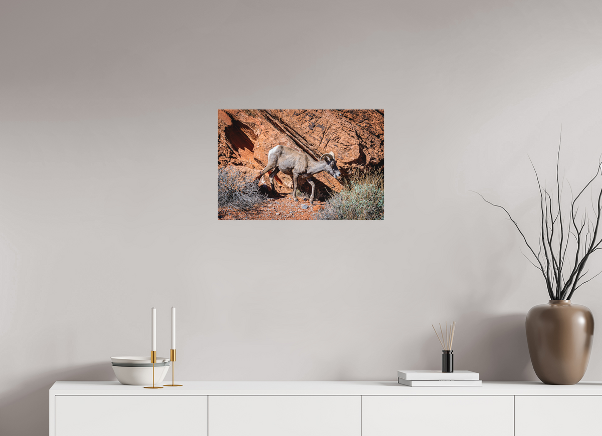 24 x 16″, Photo Print Under Matte Acrylic Glass A Wild Desert Bighorn Sheep in Valley of Fire State Park