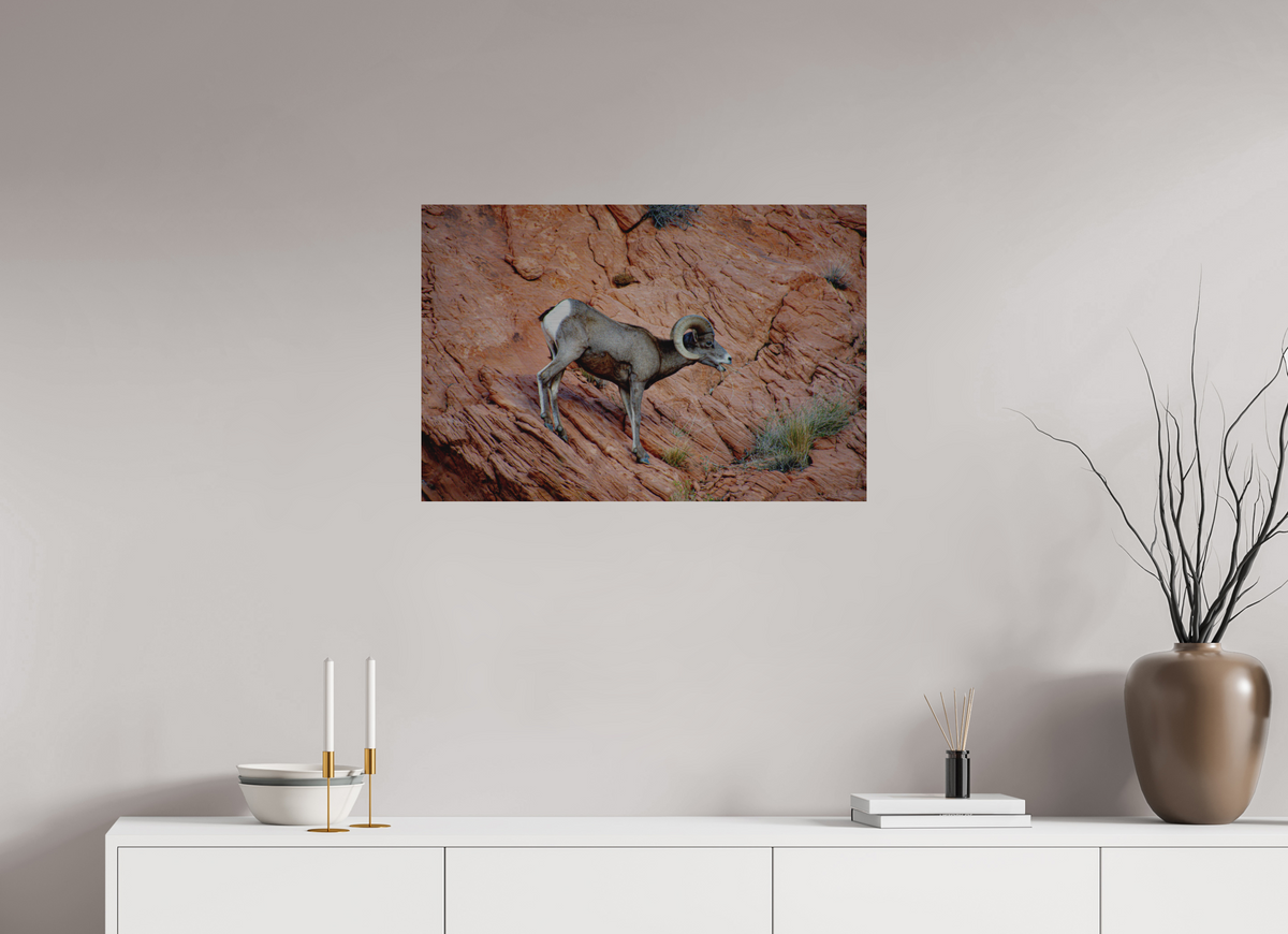 30 x 20″, Direct Print on Brushed Aluminum A Wild Desert Bighorn Sheep in Valley of Fire State Park