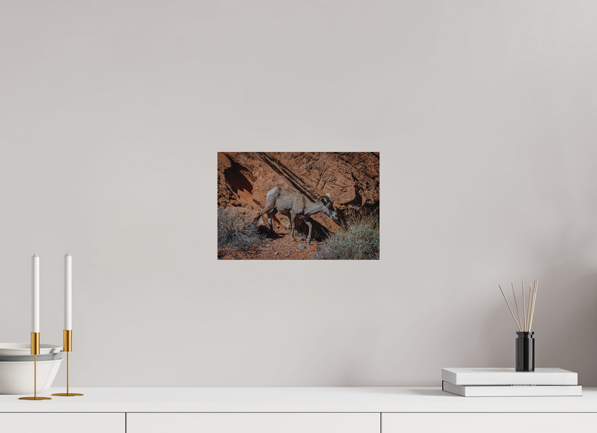 12 x 8″, Direct Print on Brushed Aluminum A Wild Desert Bighorn Sheep in Valley of Fire State Park
