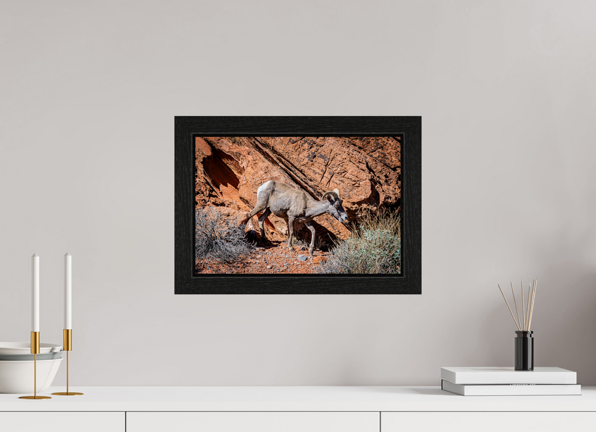 15 x 10″, Black Oak Wooden Flame under Acrylic Glass A Wild Desert Bighorn Sheep in Valley of Fire State Park