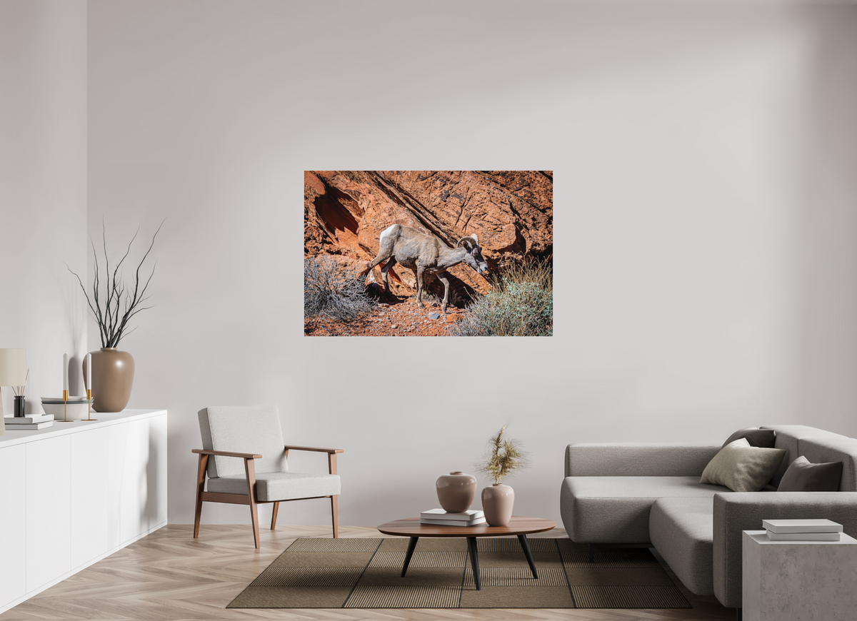 60 x 40″, Direct Print on Aluminum Dibond A Wild Desert Bighorn Sheep in Valley of Fire State Park