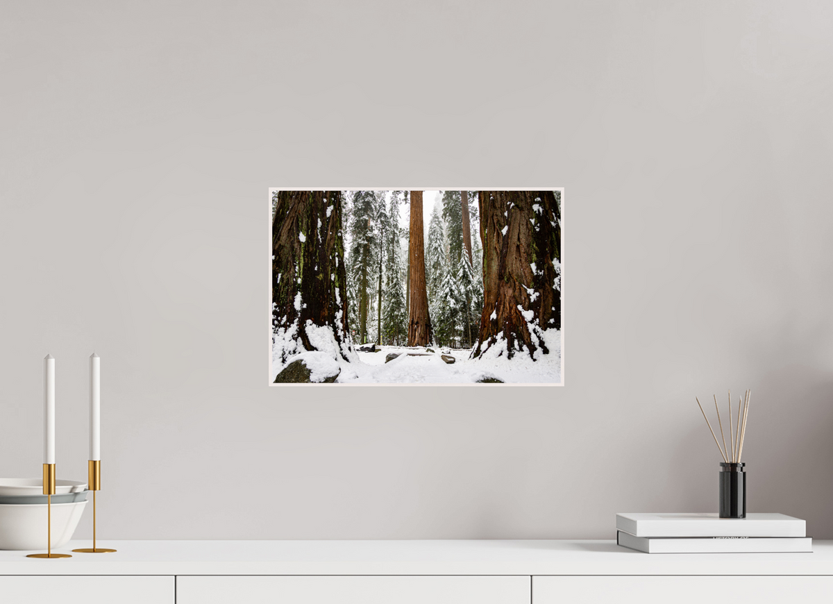 15 x 10″, Solid Wood Artbox Sequoia Trees at Big Trees Trail