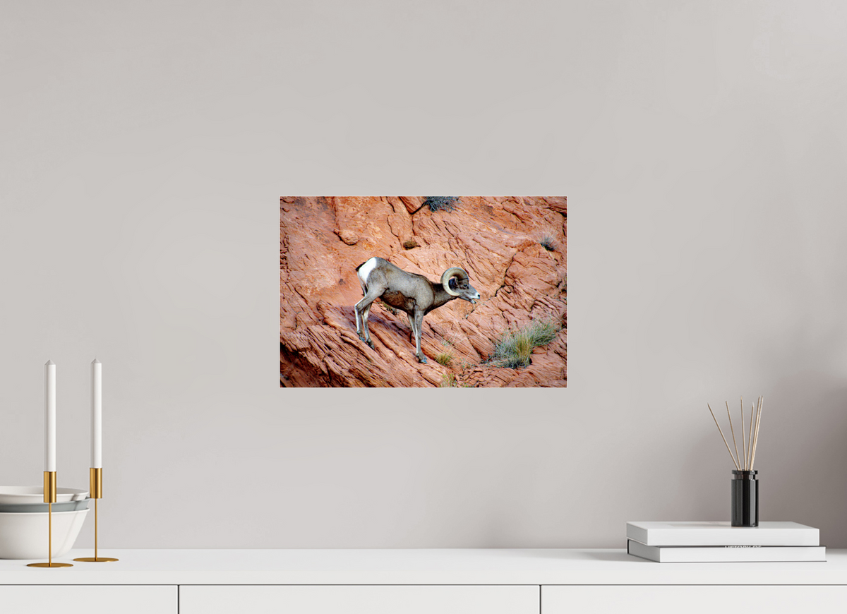 15 x 10″, Metallic Photo Print under Acrylic Glass A Wild Desert Bighorn Sheep in Valley of Fire State Park