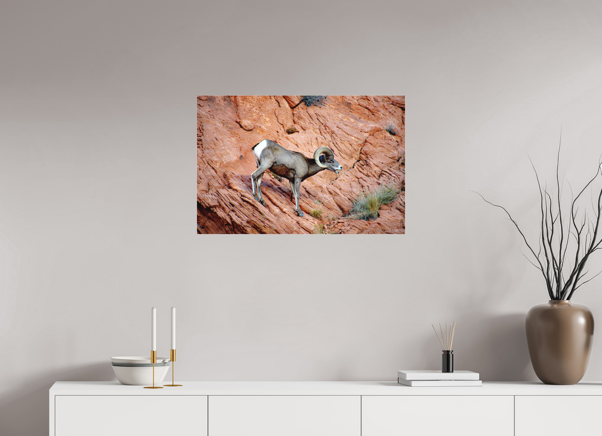 30 x 20″, Fine Art Pigment under Acrylic Glass A Wild Desert Bighorn Sheep in Valley of Fire State Park