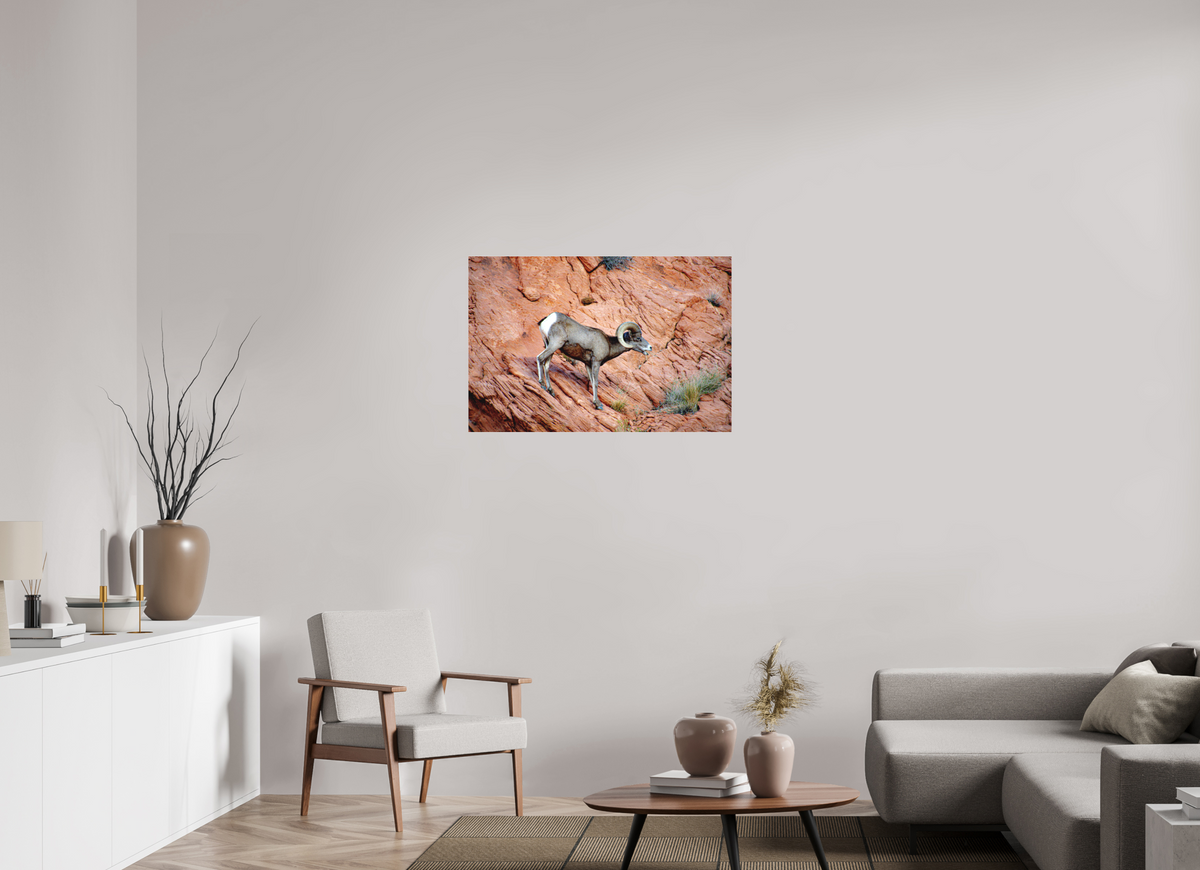 36 x 24″, Photo Print Under Matte Acrylic Glass A Wild Desert Bighorn Sheep in Valley of Fire State Park