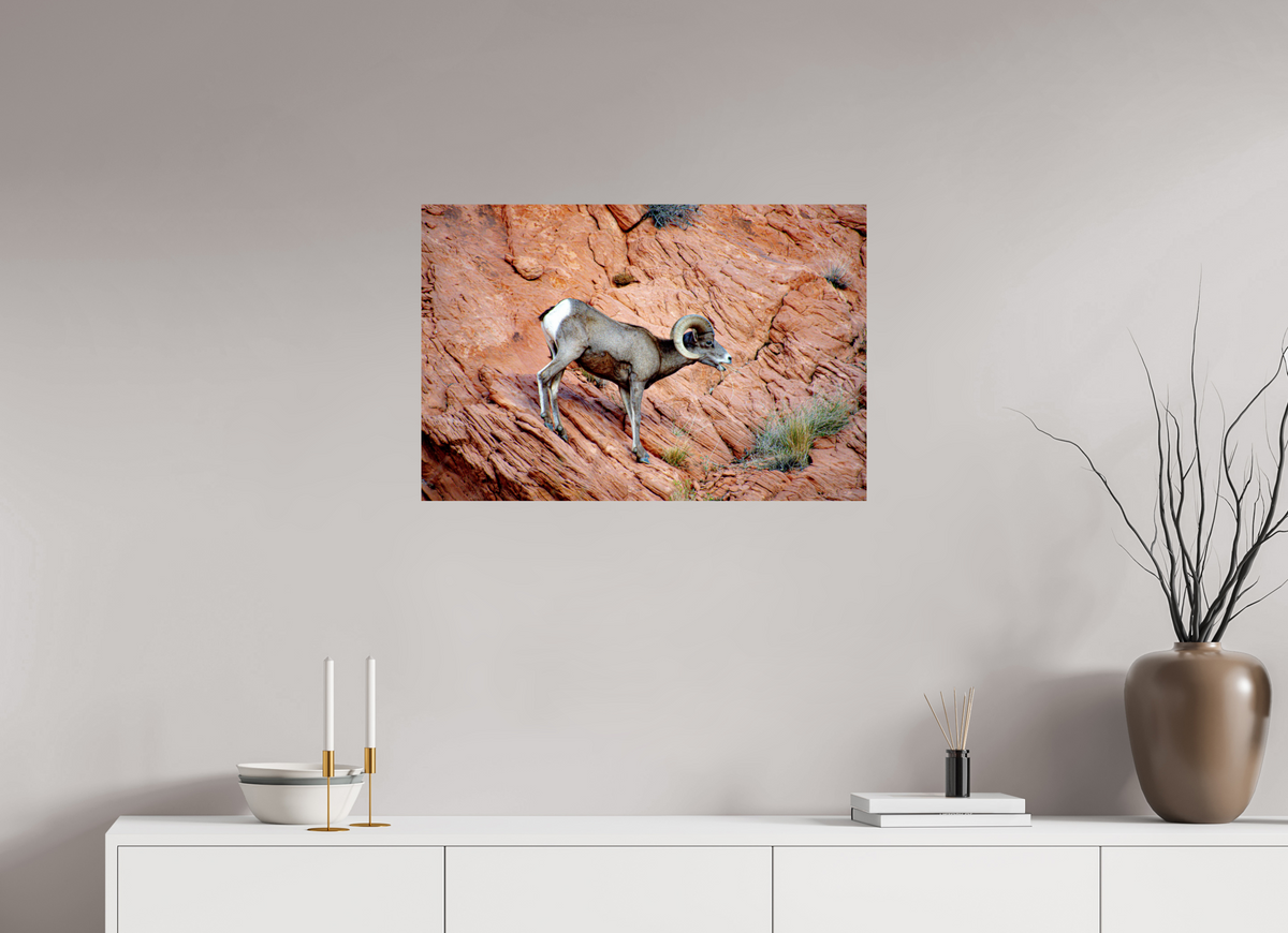 30 x 20″, Fine Art Print on Aluminum Dibond A Wild Desert Bighorn Sheep in Valley of Fire State Park