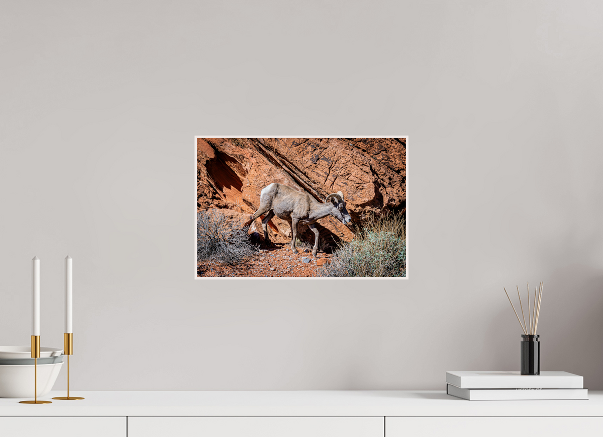 15 x 10″, Solid Wood Artbox A Wild Desert Bighorn Sheep in Valley of Fire State Park