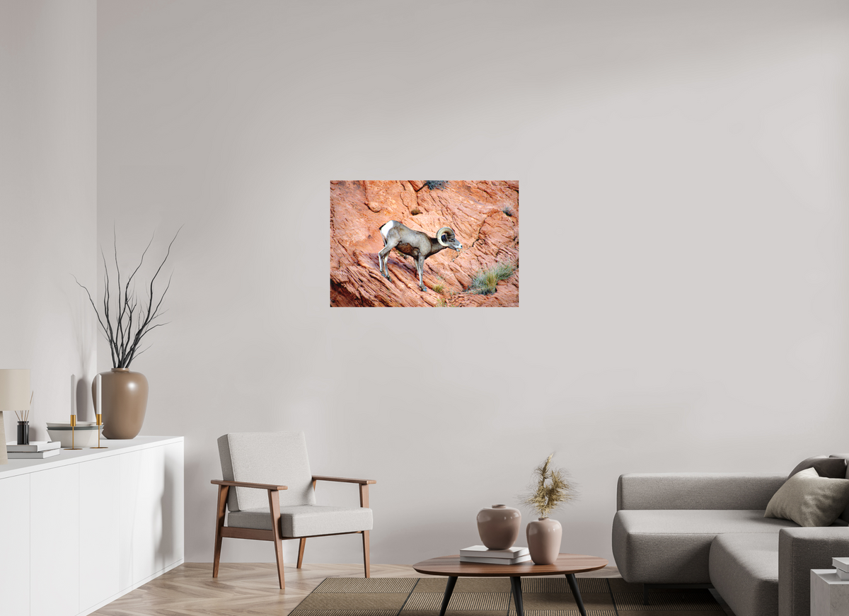 36 x 24″, Matte Canvas on Stretcher Frame A Wild Desert Bighorn Sheep in Valley of Fire State Park