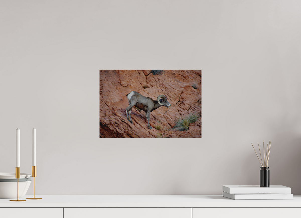 15 x 10″, Direct Print on Brushed Aluminum A Wild Desert Bighorn Sheep in Valley of Fire State Park