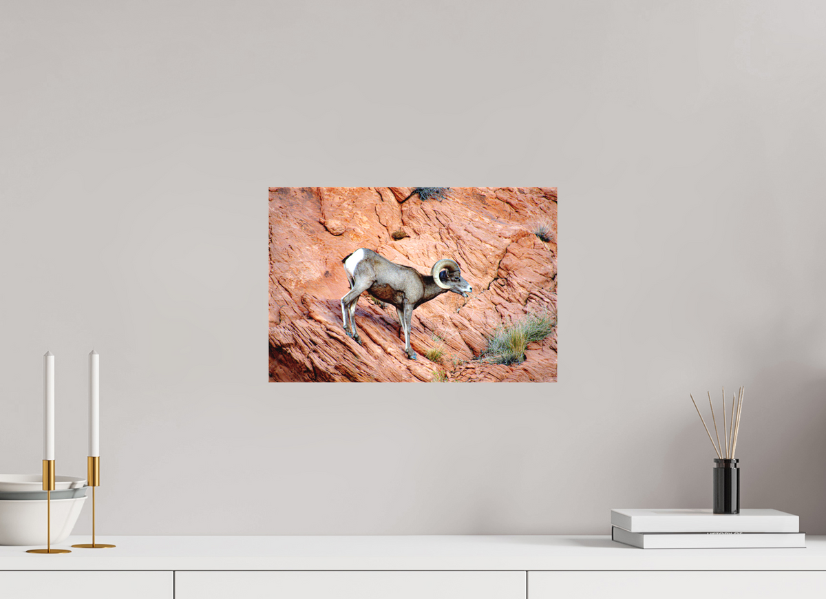 15 x 10″, Matte Canvas on Stretcher Frame A Wild Desert Bighorn Sheep in Valley of Fire State Park