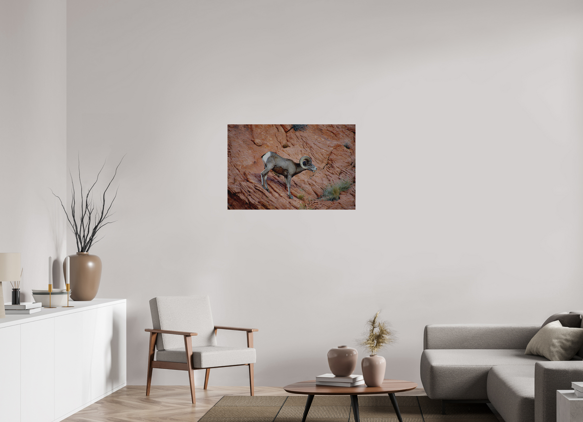 36 x 24″, Direct Print on Brushed Aluminum A Wild Desert Bighorn Sheep in Valley of Fire State Park