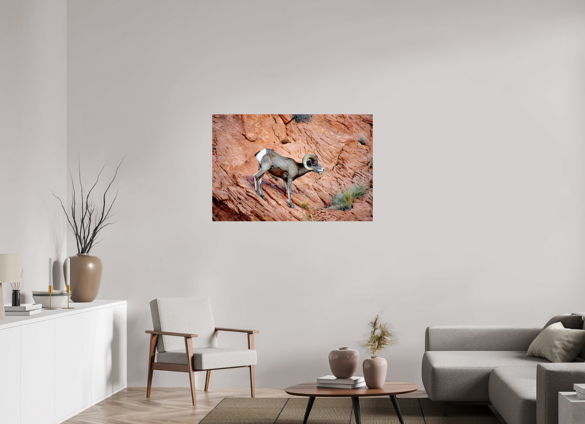 45 x 30″, Fine Art Print on Aluminum Dibond A Wild Desert Bighorn Sheep in Valley of Fire State Park