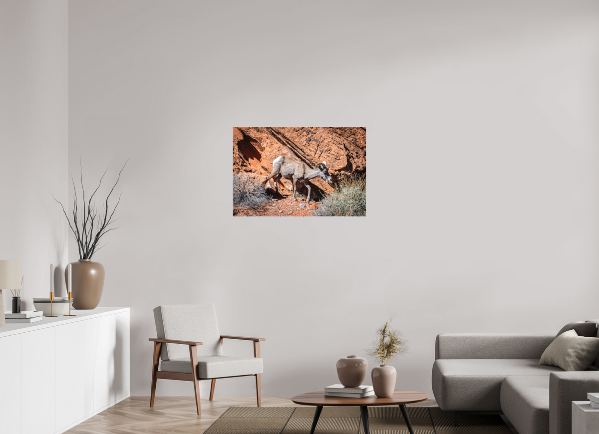 36 x 24″, Matte Canvas on Stretcher Frame A Wild Desert Bighorn Sheep in Valley of Fire State Park