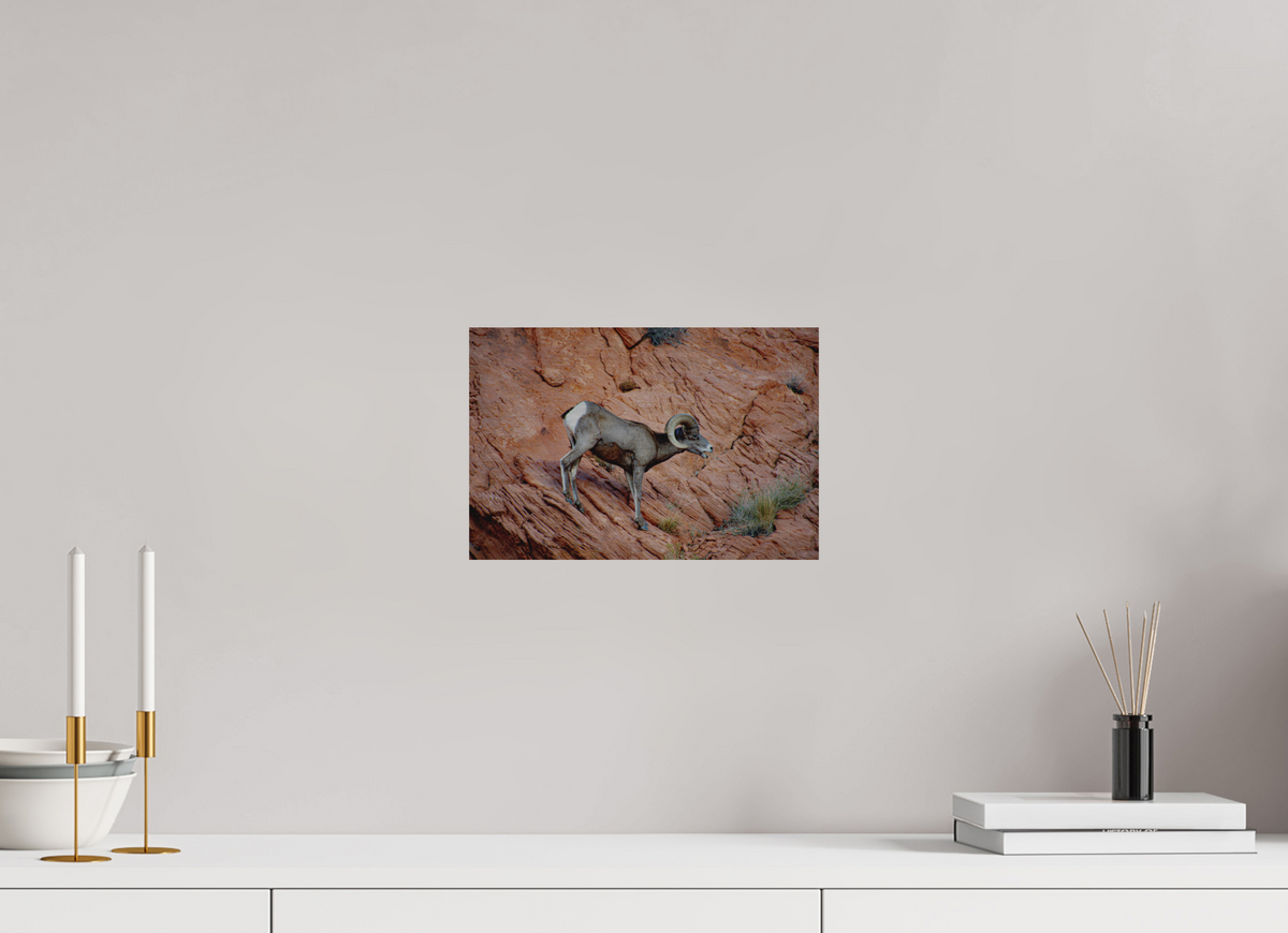 12 x 8″, Direct Print on Brushed Aluminum A Wild Desert Bighorn Sheep in Valley of Fire State Park