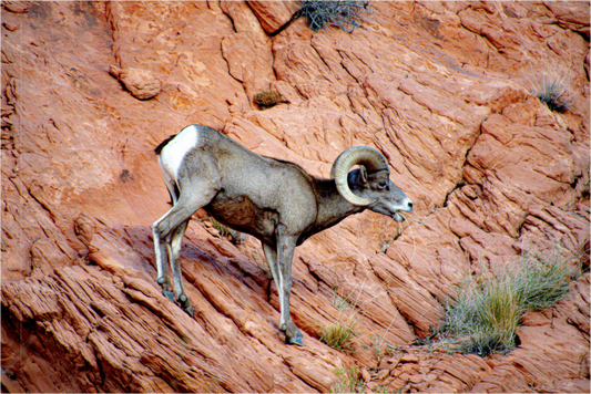 Main image A Wild Desert Bighorn Sheep in Valley of Fire State Park