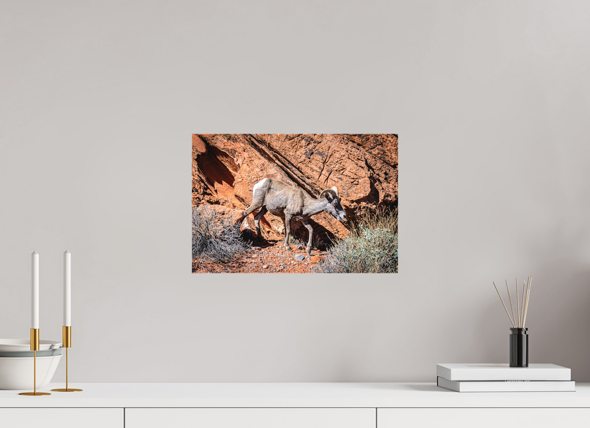 15 x 10″, Matte Canvas on Stretcher Frame A Wild Desert Bighorn Sheep in Valley of Fire State Park