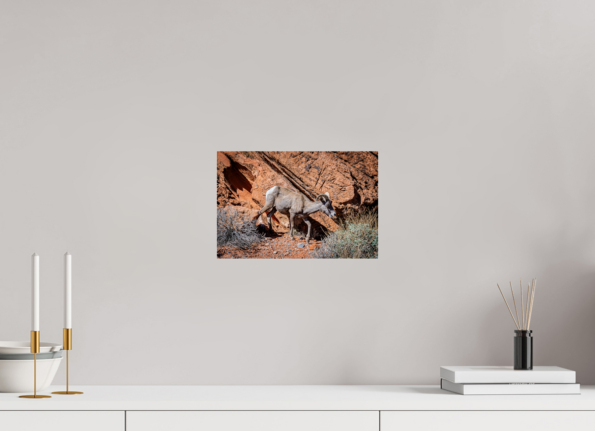 12 x 8″, Metallic Photo Print under Acrylic Glass A Wild Desert Bighorn Sheep in Valley of Fire State Park