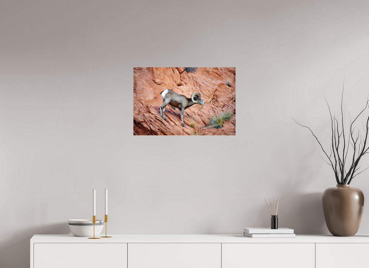 24 x 16″, Direct Print on Aluminum Dibond A Wild Desert Bighorn Sheep in Valley of Fire State Park