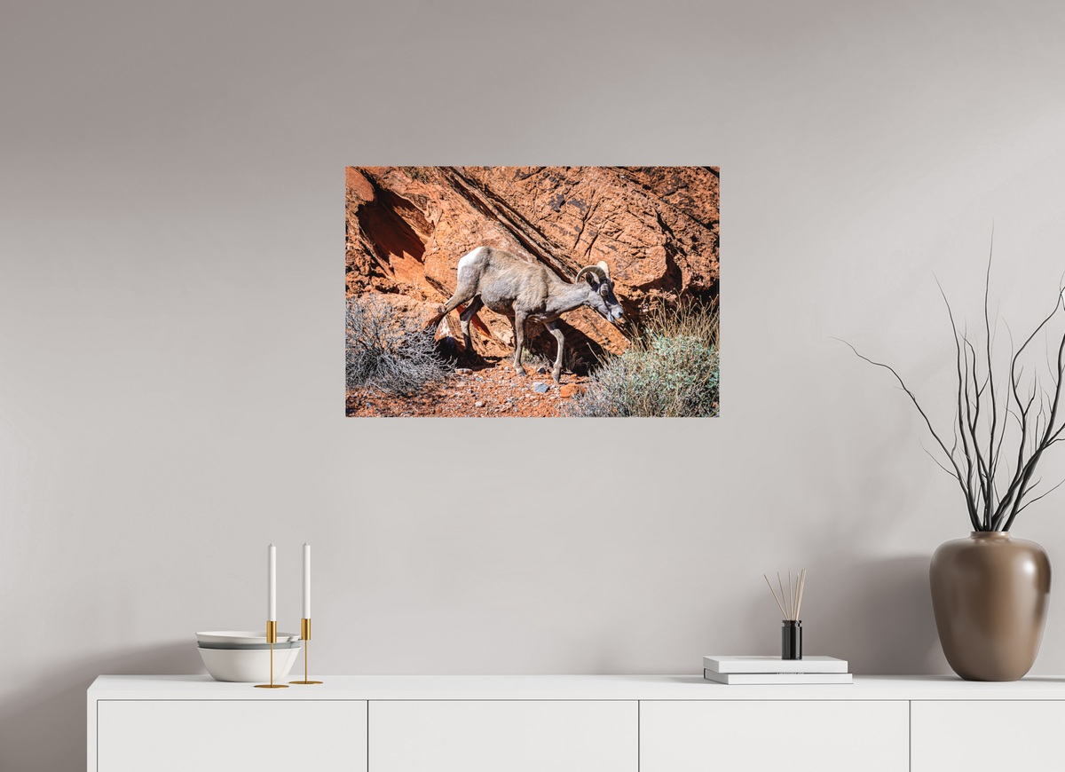 30 x 20″, Matte Canvas on Stretcher Frame A Wild Desert Bighorn Sheep in Valley of Fire State Park