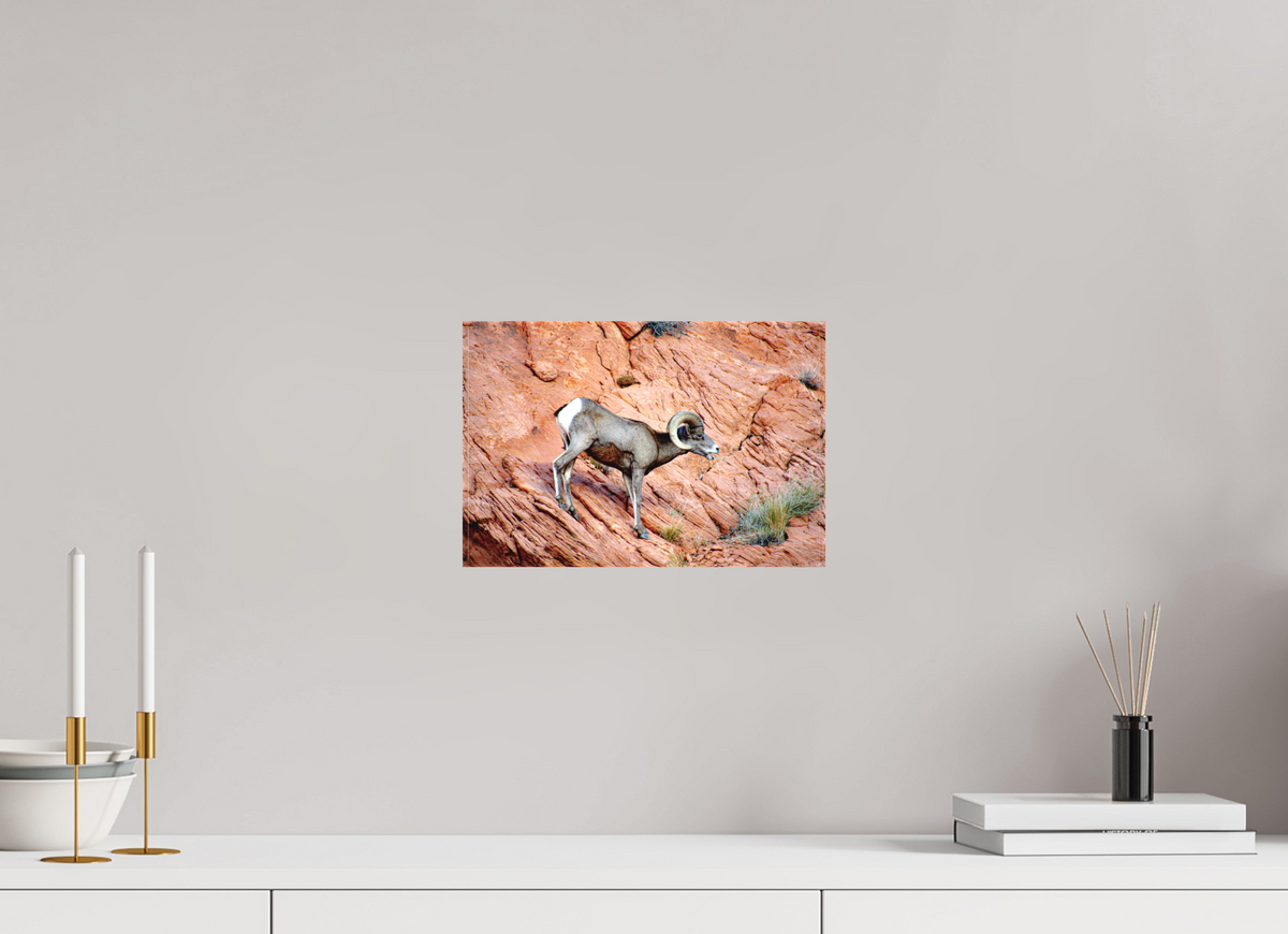 12 x 8″, Matte Canvas on Stretcher Frame A Wild Desert Bighorn Sheep in Valley of Fire State Park