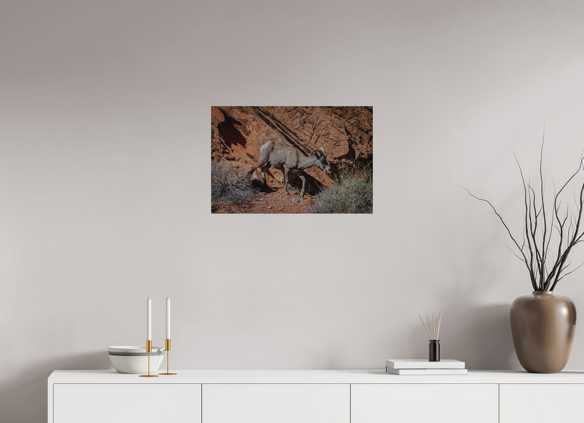 24 x 16″, Direct Print on Brushed Aluminum A Wild Desert Bighorn Sheep in Valley of Fire State Park