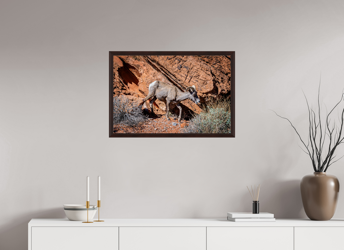 30 x 20″, Dark Brown Wooden Flame under Acrylic glass A Wild Desert Bighorn Sheep in Valley of Fire State Park