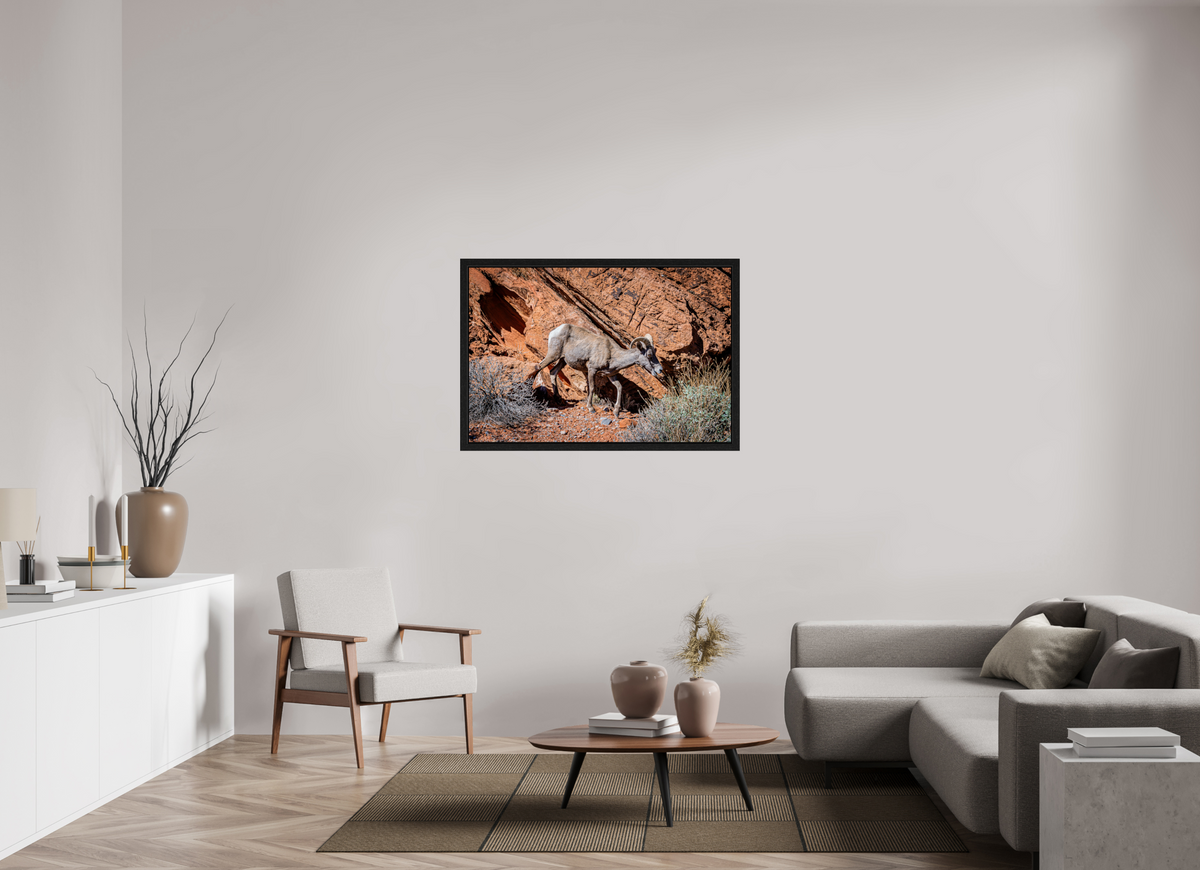45 x 30″, Black Oak Wooden Flame under Acrylic Glass A Wild Desert Bighorn Sheep in Valley of Fire State Park