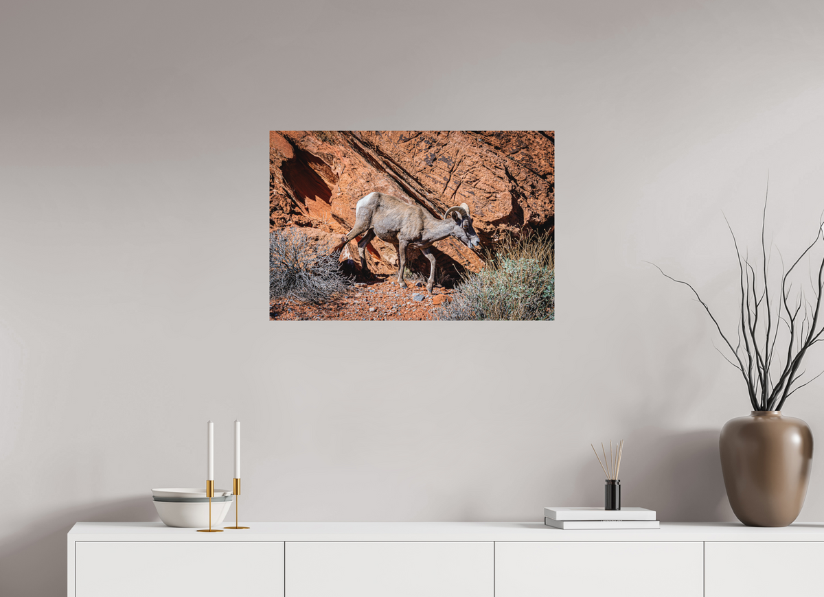 30 x 20″, Direct Print on Aluminum Dibond A Wild Desert Bighorn Sheep in Valley of Fire State Park