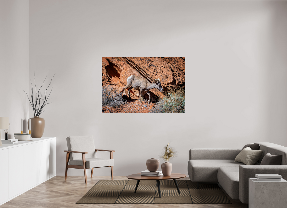 60 x 40″, Fine Art Print on Aluminum Dibond A Wild Desert Bighorn Sheep in Valley of Fire State Park