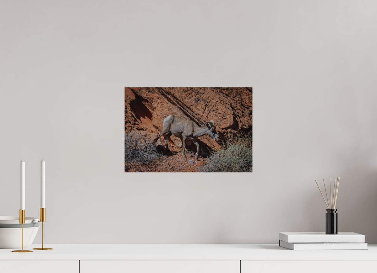 15 x 10″, Direct Print on Brushed Aluminum A Wild Desert Bighorn Sheep in Valley of Fire State Park