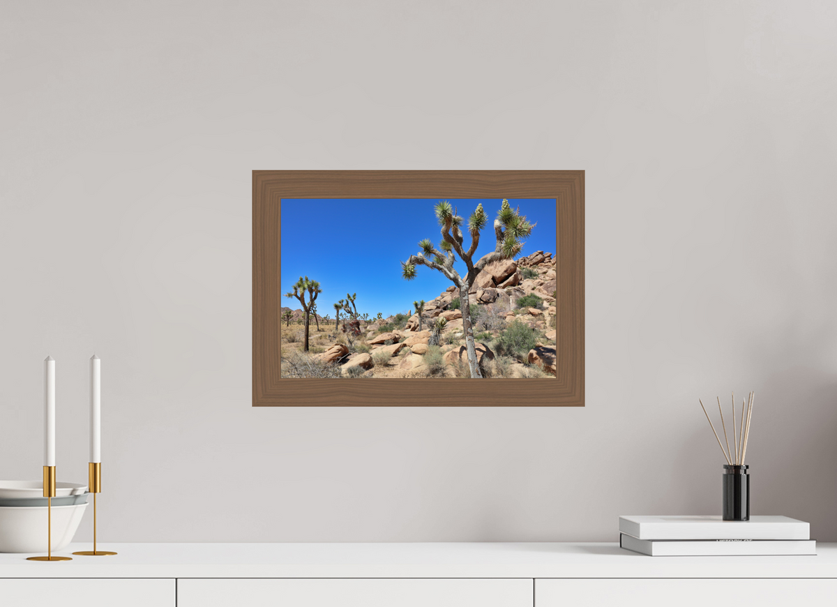 15 x 10″, Walnut Wooden Frame under Acrylic Glass Joshua Trees