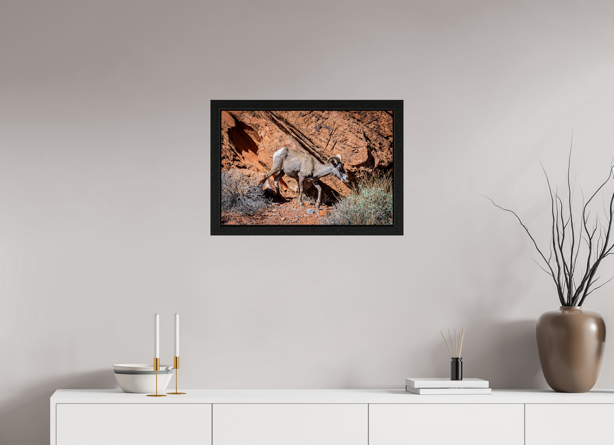 24 x 16″, Black Oak Wooden Flame under Acrylic Glass A Wild Desert Bighorn Sheep in Valley of Fire State Park