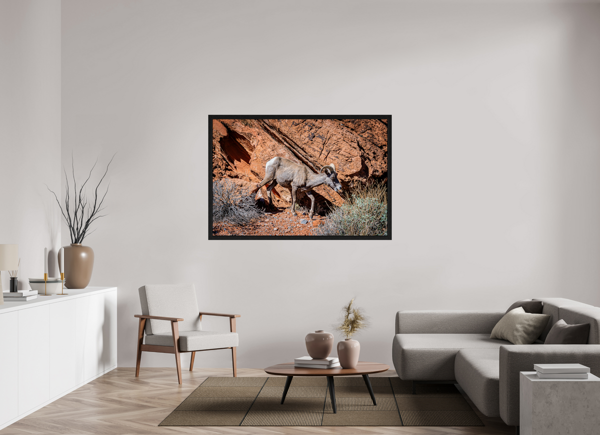 60 x 40″, Black Oak Wooden Flame under Acrylic Glass A Wild Desert Bighorn Sheep in Valley of Fire State Park