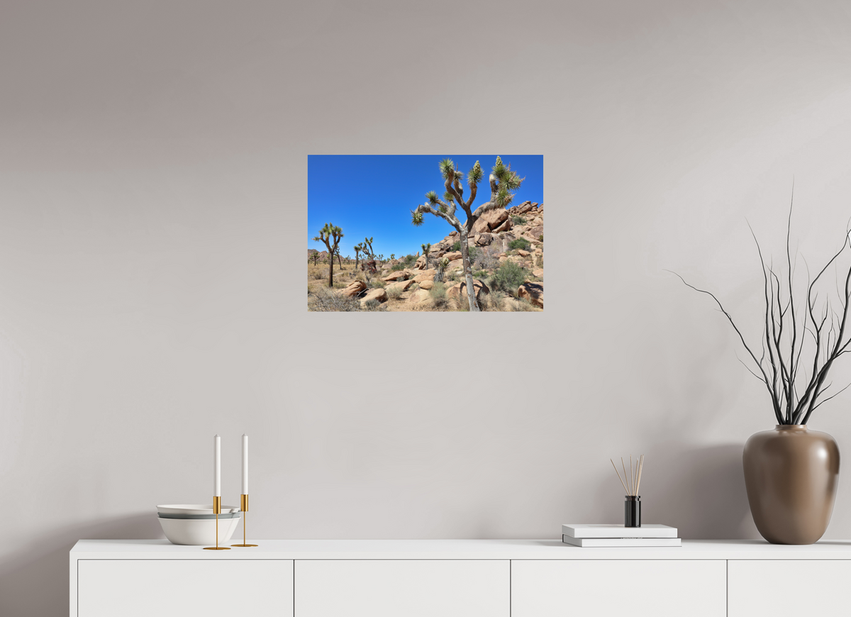 24 x 16″, Fine Art Print on Aluminum Dibond Joshua Trees