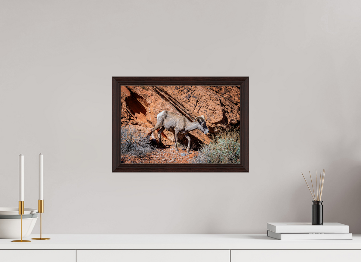 15 x 10″, Dark Brown Wooden Flame under Acrylic glass A Wild Desert Bighorn Sheep in Valley of Fire State Park