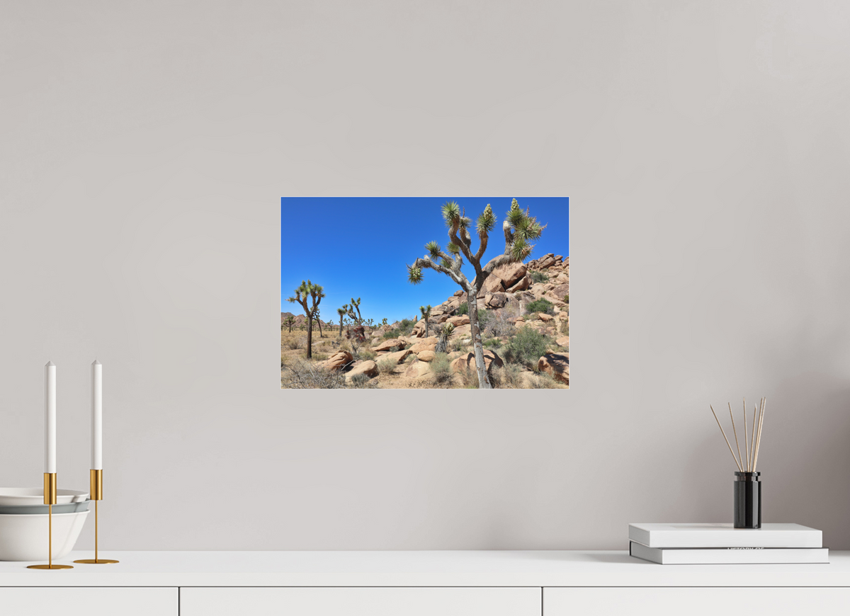 15 x 10″, Fine Art Pigment under Acrylic Glass Joshua Trees