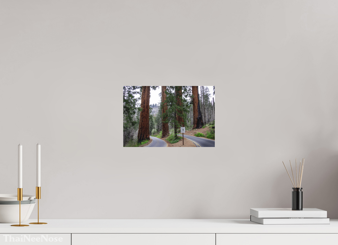 12 x 8″, Fine Art Pigment under Acrylic Glass Sequoia Trees