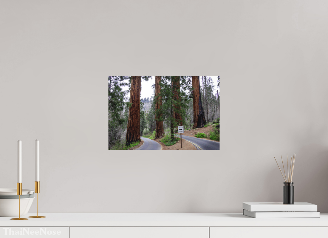 15 x 10″, Direct Print on Aluminum Dibond Sequoia Trees