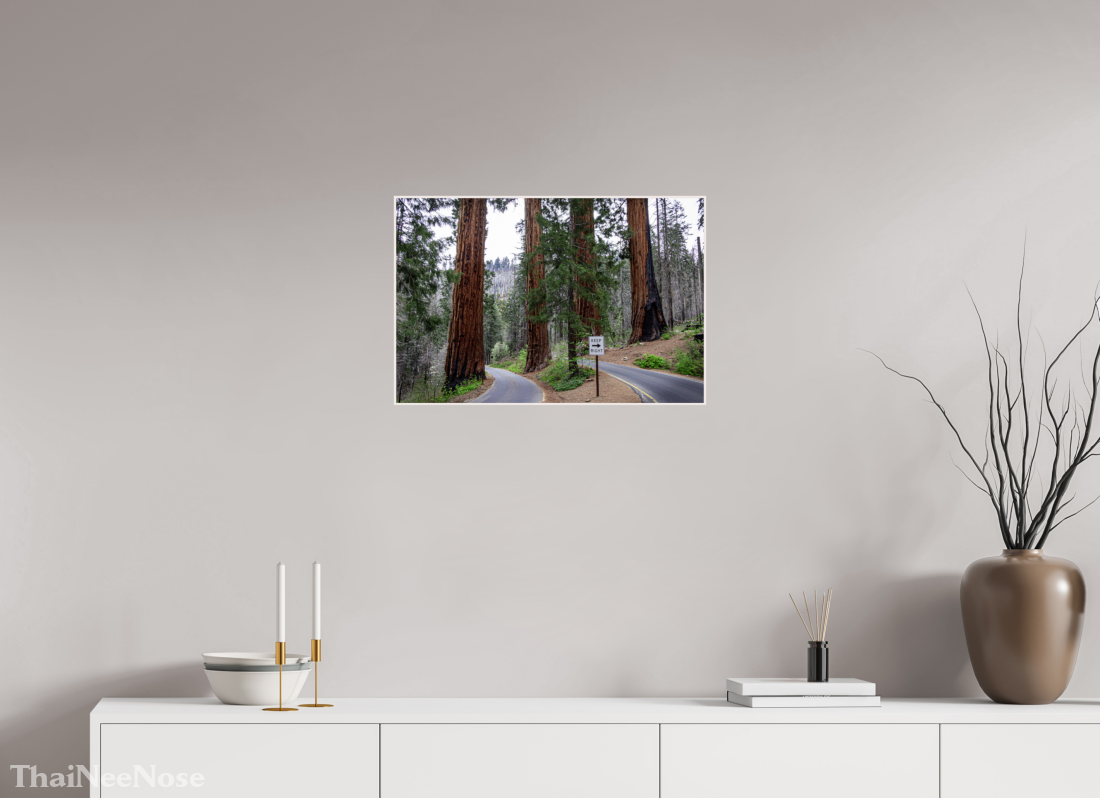 24 x 16″, Solid Wood Artbox Sequoia Trees