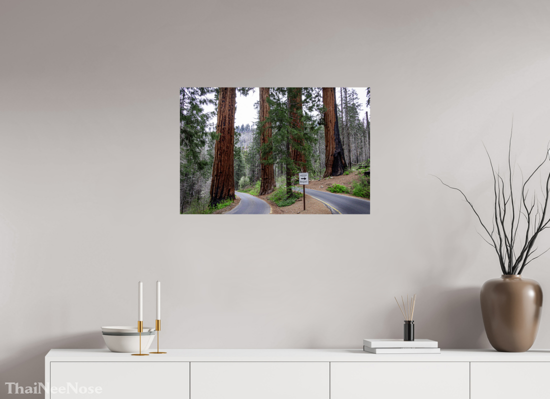 30 x 20″, Fine Art Print on Aluminum Dibond Sequoia Trees