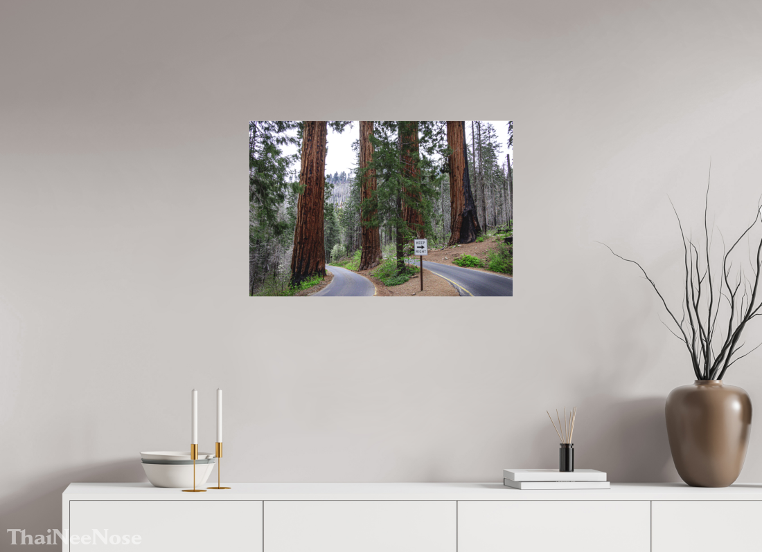 30 x 20″, Photo Print Under Matte Acrylic Glass Sequoia Trees