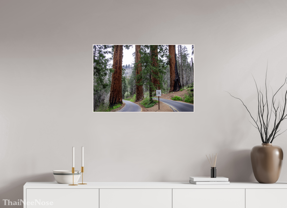30 x 20″, Solid Wood Artbox Sequoia Trees